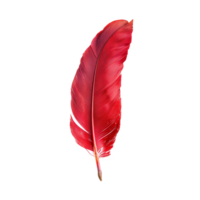 AI generated Single red feather with fine texture on transparent background - stock png. png