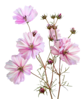 AI generated Pink cosmos flowers with delicate petals on transparent background - stock png. png