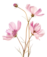 AI generated Pink cosmos flowers with delicate petals on transparent background - stock png. png