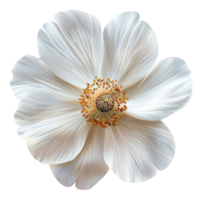 AI generated White anemone flower with delicate petals on transparent background - stock png. png