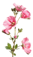 ai generiert Rosa Kosmos Blumen mit zart Blütenblätter auf transparent Hintergrund - - Lager png. png