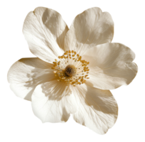 ai generado brillante blanco flor con elegante pétalos en transparente antecedentes - valores png. png