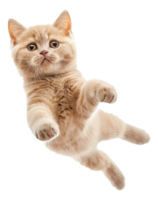 ai gerado gengibre malhado gato flutuando de brincadeira em transparente fundo - estoque png. png