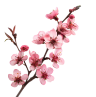 AI generated Pink cherry blossoms on branch on transparent background - stock png. png