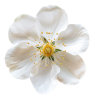 ai generato luminosa bianca fiore con elegante petali su trasparente sfondo - azione png. png