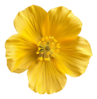 ai generato vivace giallo cosmo fiore con delicato petali su trasparente sfondo - azione png. png