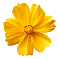 AI generated Bright yellow poppy flower bloom on transparent background - stock png. png