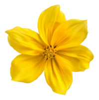 ai generato vivace giallo cosmo fiore con delicato petali su trasparente sfondo - azione png. png