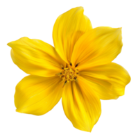 ai generato vivace giallo cosmo fiore con delicato petali su trasparente sfondo - azione png. png