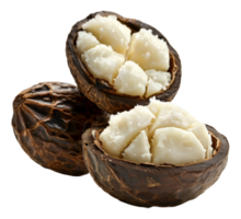 AI generated Whole macadamia nuts in shell with visible kernel on transparent background - stock png. png