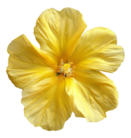 AI generated Bright yellow poppy flower bloom on transparent background - stock png. png