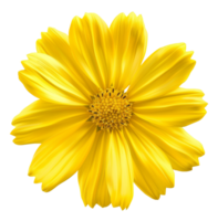 ai gerado vibrante amarelo cosmos flor com delicado pétalas em transparente fundo - estoque png. png