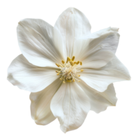 ai generado brillante blanco flor con elegante pétalos en transparente antecedentes - valores png. png