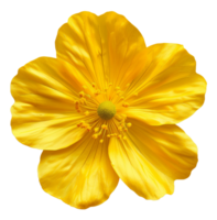 ai generato luminosa giallo papavero fiore fioritura su trasparente sfondo - azione png. png