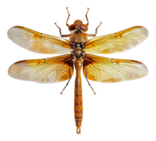 AI generated Orange dragonfly with transparent wings on transparent background - stock png. png