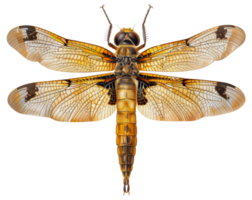 AI generated Orange dragonfly with transparent wings on transparent background - stock png. png