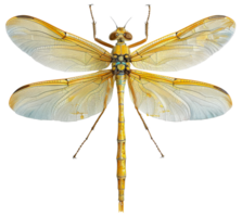 AI generated Orange dragonfly with transparent wings on transparent background - stock png. png