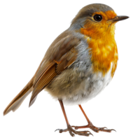 AI generated European robin perched on branch on transparent background - stock png. png