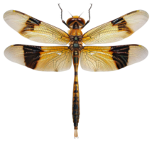 ai gerado laranja libélula com transparente asas em transparente fundo - estoque png. png