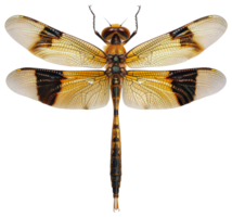 AI generated Orange dragonfly with transparent wings on transparent background - stock png. png