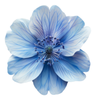 AI generated Delicate blue anemone flower with detailed center on transparent background - stock png. png