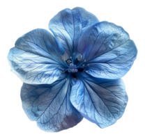 AI generated Delicate blue anemone flower with detailed center on transparent background - stock png. png