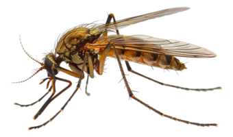 AI generated Close-up of a mosquito on transparent background - stock png. png