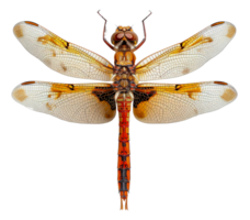 ai généré Orange libellule avec transparent ailes sur transparent Contexte - Stock png. png