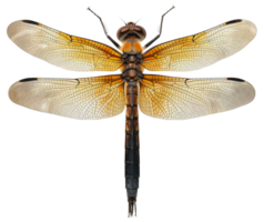 ai généré Orange libellule avec transparent ailes sur transparent Contexte - Stock png. png