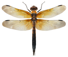 AI generated Orange dragonfly with transparent wings on transparent background - stock png. png