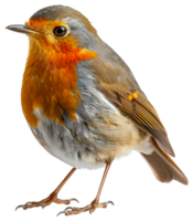 AI generated European robin perched on branch on transparent background - stock png. png