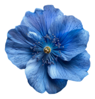 AI generated Delicate blue anemone flower with detailed center on transparent background - stock png. png