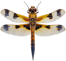AI generated Orange dragonfly with transparent wings on transparent background - stock png. png