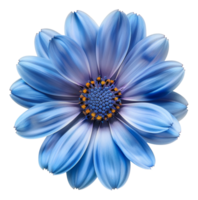 AI generated Vibrant blue African daisy flower with dark center on transparent background - stock png. png