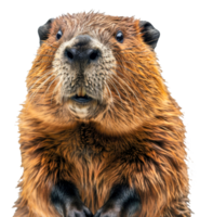 AI generated Curious beaver looking forward with paws together on transparent background - stock png. png