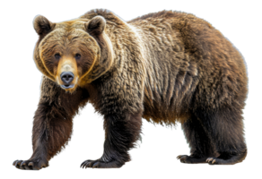 ai generado majestuoso marrón oso en pie en transparente antecedentes - valores png. png
