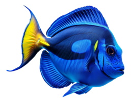 ai generato blu tropicale pesce con giallo pinne su trasparente sfondo - azione png. png