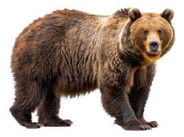 AI generated Majestic brown bear standing on transparent background - stock png. png