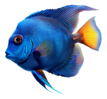 ai generado azul tropical pescado con amarillo aletas en transparente antecedentes - valores png. png