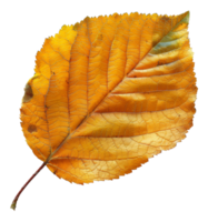 AI generated Vibrant orange autumn leaf with detailed veins on transparent background - stock png. png