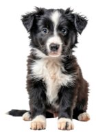 AI generated Adorable black and white puppy with bright blue eyes on transparent background - stock png. png