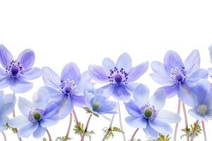 AI generated Spring flowers isolated on white background. photo