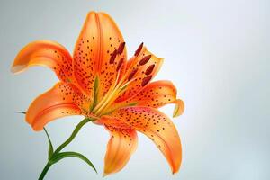 AI generated Blooming orange lily stem on white background photo