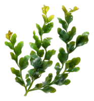 AI generated Fresh green sea lettuce algae on transparent background - stock png. png