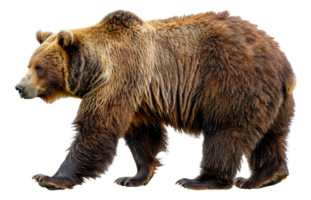 ai generato maestoso Marrone orso in piedi su trasparente sfondo - azione png. png