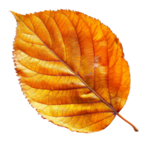 AI generated Vibrant orange autumn leaf with detailed veins on transparent background - stock png. png