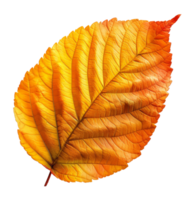 ai generato strutturato foglia nel caldo autunno colori su trasparente sfondo - azione png. png