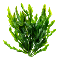 AI generated Fresh green sea lettuce algae on transparent background - stock png. png