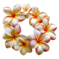 AI generated Beautiful frangipani plumeria flowers arranged in a circle on transparent background - stock png. png