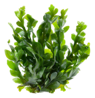 ai generado Fresco verde mar lechuga algas en transparente antecedentes - valores png. png